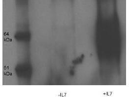 Anti-IL7R Rabbit Polyclonal Antibody