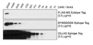 ND OLLAS/DYKDDDDK Epitope Tag Kit, Novus Biologicals (NBK1-19033)