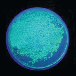 Ward's® Improved Bacterial Transformation Using GFP Lab Activity