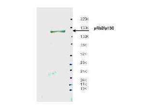 Anti-RBL2 Rabbit Polyclonal Antibody