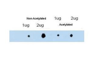 Anti-TRIM29 Rabbit Polyclonal Antibody