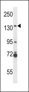 Western blot analysis in NCI-H292 cell line lysates (35 µg/lane)
