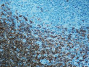 Anti-CD3 epsilon gamma delta/CD3 omega Mouse Monoclonal Antibody [clone: F7.2.38]