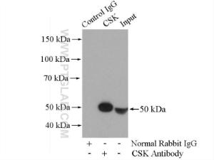 Anti-CSK Rabbit Polyclonal Antibody