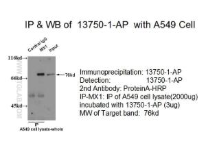 Anti-MX1 Rabbit Polyclonal Antibody