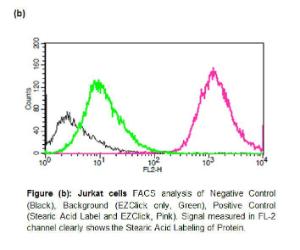 Analysis of Metabolic Labeling of Stearic Acid on Proliferating Cells