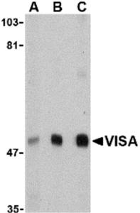 Western blot analysis of VISA in A20 cell lysate with VISA antibody at (A) 0.5, (B) 1 and (C) 2 ug/mL.