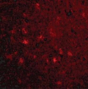 Immunofluorescence of VISA in Human Brain cells with VISA antibody at 20 µg/ml.