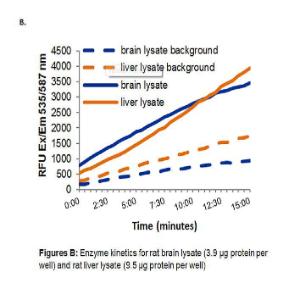 Enzyme kinetics for Rat Brain Lysate (3.9 μg Protein Per Well) and Rat Liver Lysate (9.5 μg Protein Per Well)