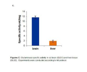 Glutaminase Specific Activity in Rat Brain (GLS1) and Liver Tissue (GLS2)