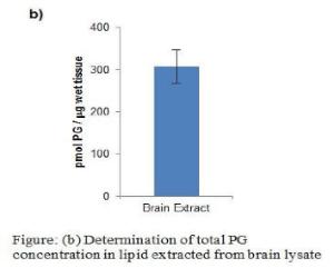 Determination of Total PG Concentration in Lipid Extracted from Brain Lysate