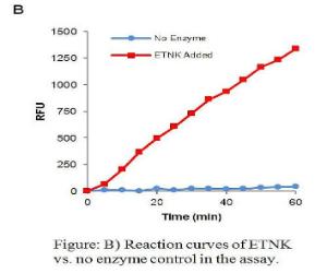 Reaction curves of ETNK vs. No Enzyme Control Assay