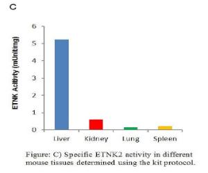 Specific ETNK2 Activity in Different Mouse Tissues Determined Using The Kit Protocol