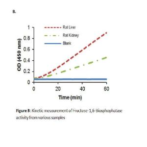 Kinetic Measurement of Fructose-1,6-Biosphophatase Activity from Various Samples