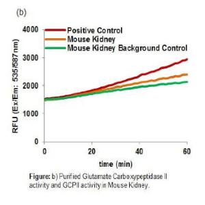 Purified Glutamate Carboxypeptidase II Activity and GCPII Activity in Mouse Kidney