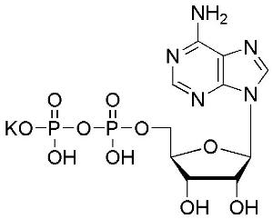 Adenosine-5'-diphosphate monopotassium salt ≥98% (by HPLC), Powder