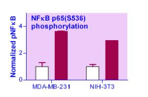 EnzyFluo™ NFKB Phosphorylation Assay Kit, BioAssay Systems