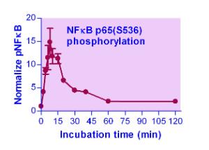 EnzyFluo™ NFKB Phosphorylation Assay Kit, BioAssay Systems