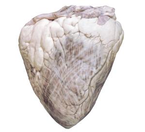 Bovine Heart, Preserved