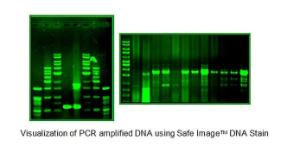 Safe Image™ Green DNA Stain, Biovision