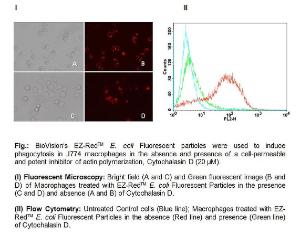 EZ-Red™ <i>E. coli</i> Fluorescent Particles, BioVision