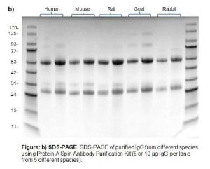 Protein A Spin Antibody Purification Kit