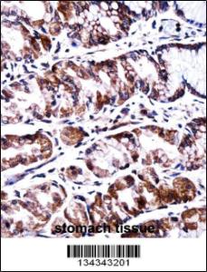 PPEF2 Antibody immunohistochemistry analysis in formalin fixed and paraffin embedded human stomach tissue followed by peroxidase conjugation of the secondary antibody and DAB staining