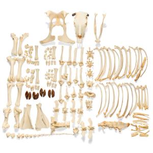 Cow Skeleton W Horns Disarticulated