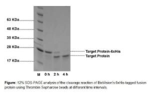 Figure: 12% SDS-PAGE analysis of the cleavage reaction of BioVision’s 6xHis-tagged fusion protein using Thrombin Sepharose beads at different time intervals.