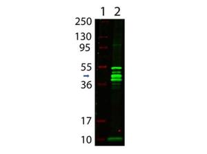Anti-MBP (RB) epitope tag 1 mg