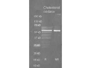 Anti-cholesterol oxidase 2 ml