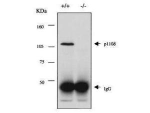 PI3-kinase P110 DELT AB 100 µg