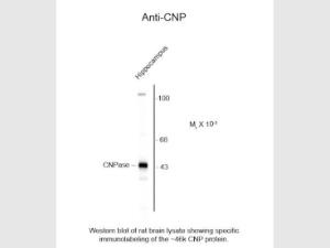 CNPASE antibody 50 µl