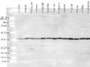 P38 antibody 100 µl