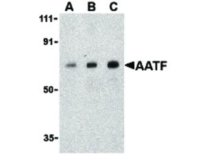 AATF antibody 100 µg