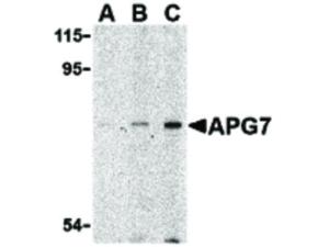 APG7 antibody 100 µg
