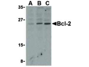 BCL-2 antibody 100 µg