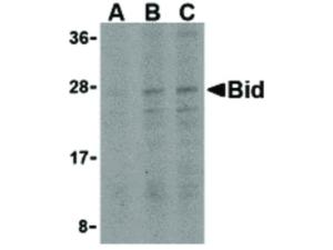 BID antibody 100 µg