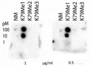 Anti-H3F3A Rabbit Polyclonal Antibody