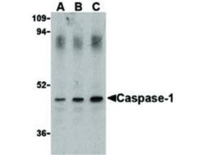 Caspase-1 antibody 100 µg