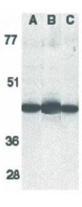 Caspase-13 antibody 100 µg