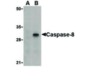 Caspase-8 antibody 100 µg