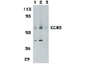 CCR3 antibody N-term 100 µg