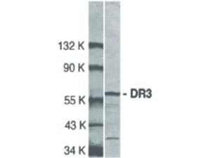DR3 antibody C-TERM 100 µg