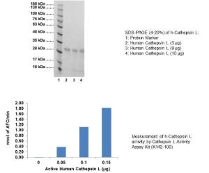 Fig 1 - SDS-PAGE (4-20%) of h-Cathepsin L: 1: Protein Marker<br />2: Human Cathepsin L (5 ?g) 3: Human Cathepsin L (8 ?g)<br />4: Human Cathepsin L (10 ?g). Fig 2 - Measurement of h-Cathepsin L activity by Cathepsin L Activity Assay Kit (K142-100)
