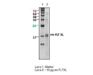 Lane 1: Marker. Lane 2: ~10 Fg rm FLT3L