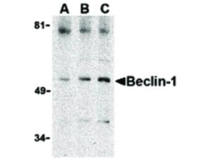 Beclin-1 antibody C-term 100 µg