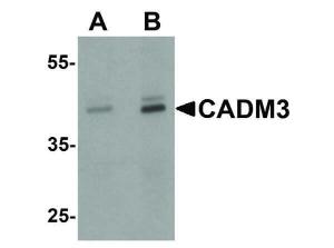 CADM3 antibody 100 µg