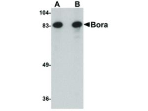 Bora antibody N-term 100 µg