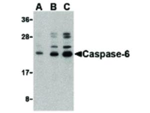Caspase-6 antibody N-term 100 µg